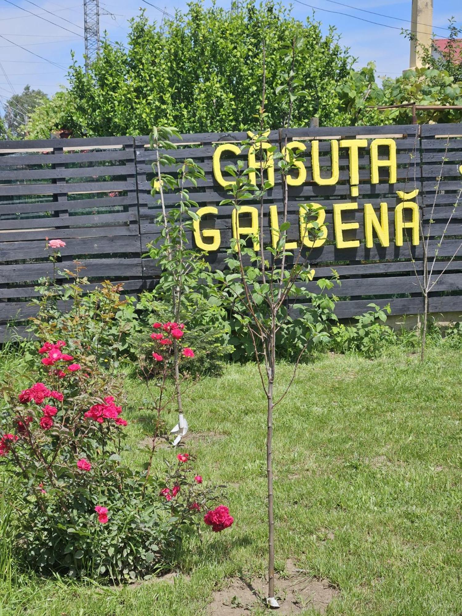 데포리노드 Casuta Galbena 빌라 외부 사진
